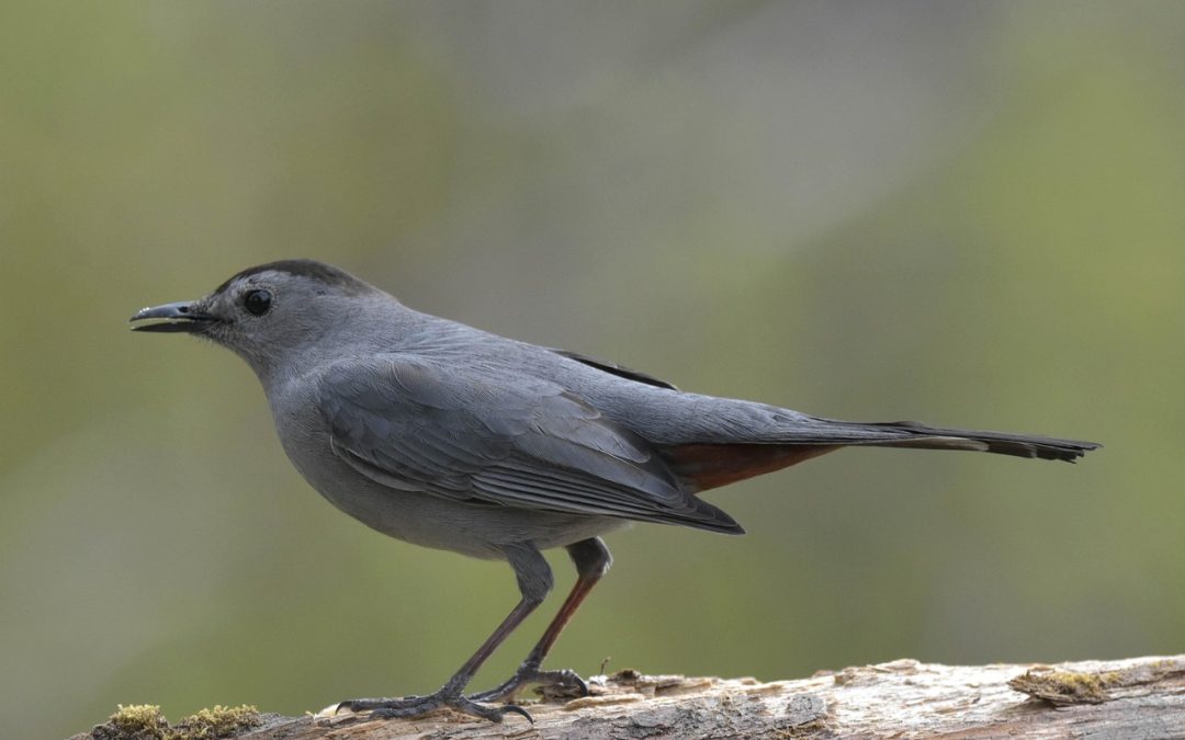 Kesalahan Umum Saat Impor Barang Melalui Bea Cukai